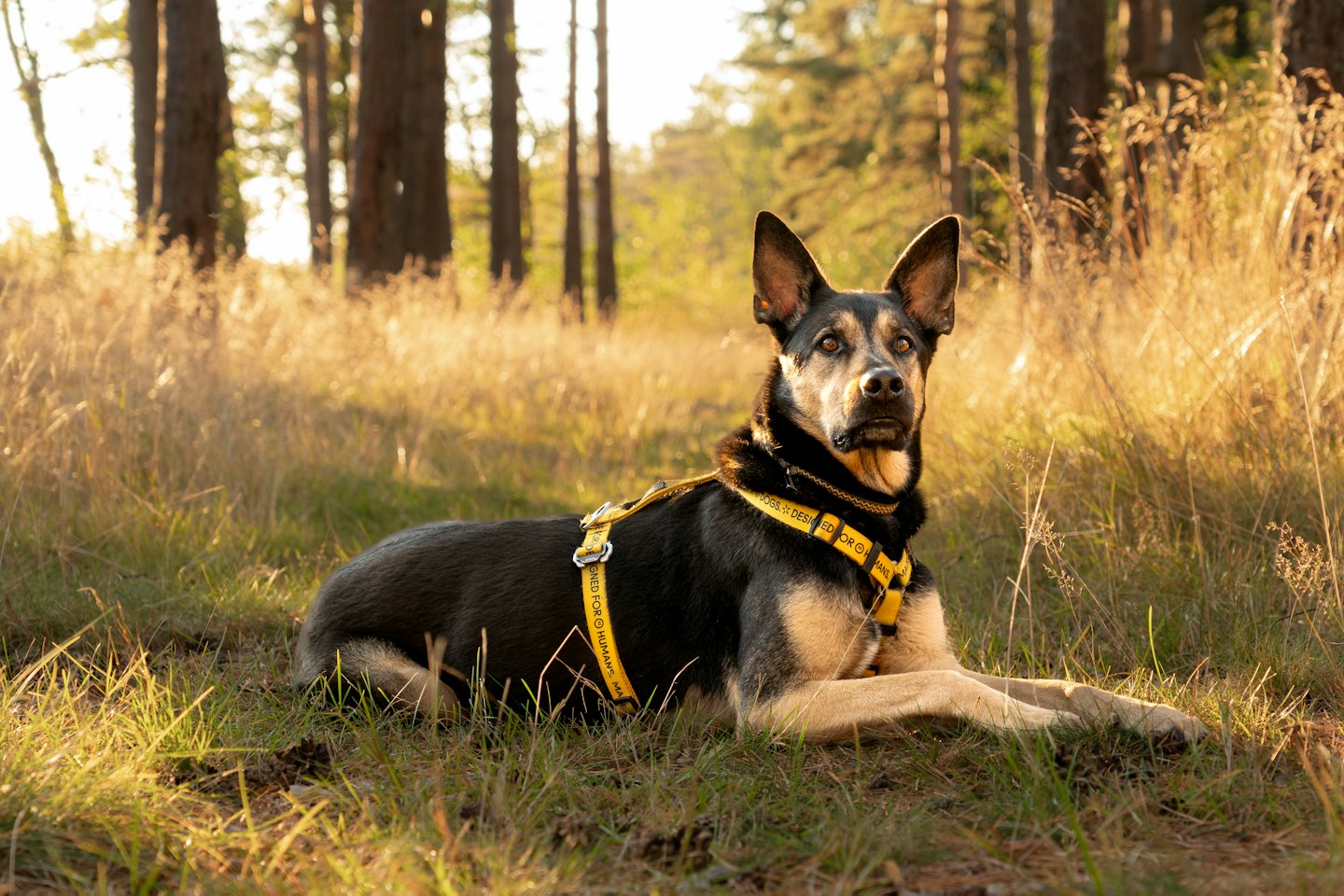 A German Shepherd dog in a yellow harness lies in grass.