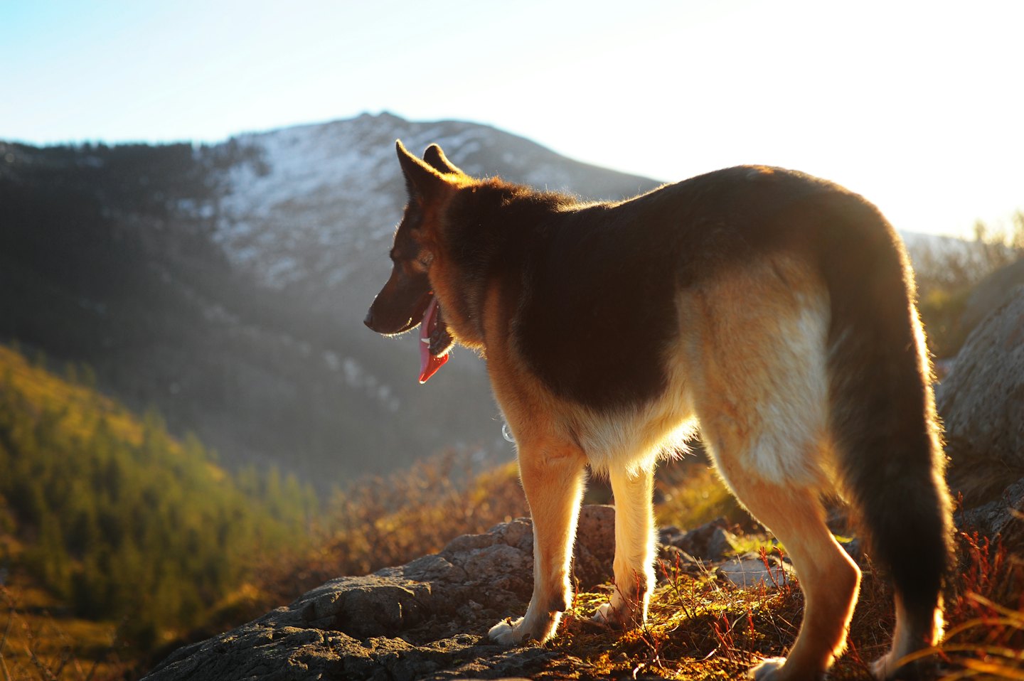 German Shepherd standing on a rocky peak overlooking a valley.