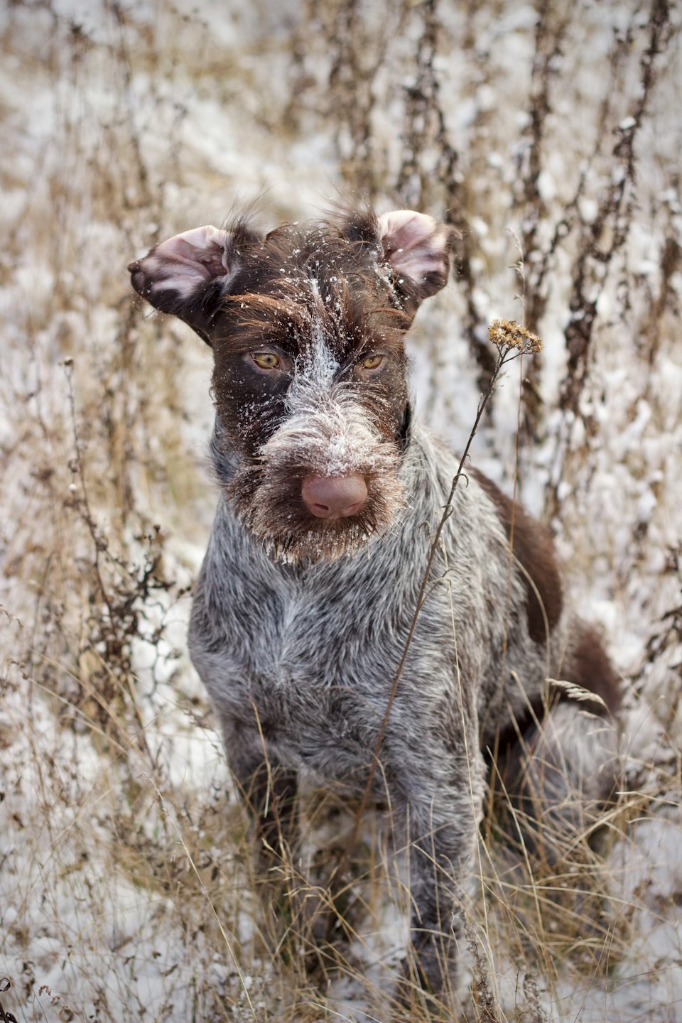 German Wirehaired Pointer sitting in a snowy grass field.