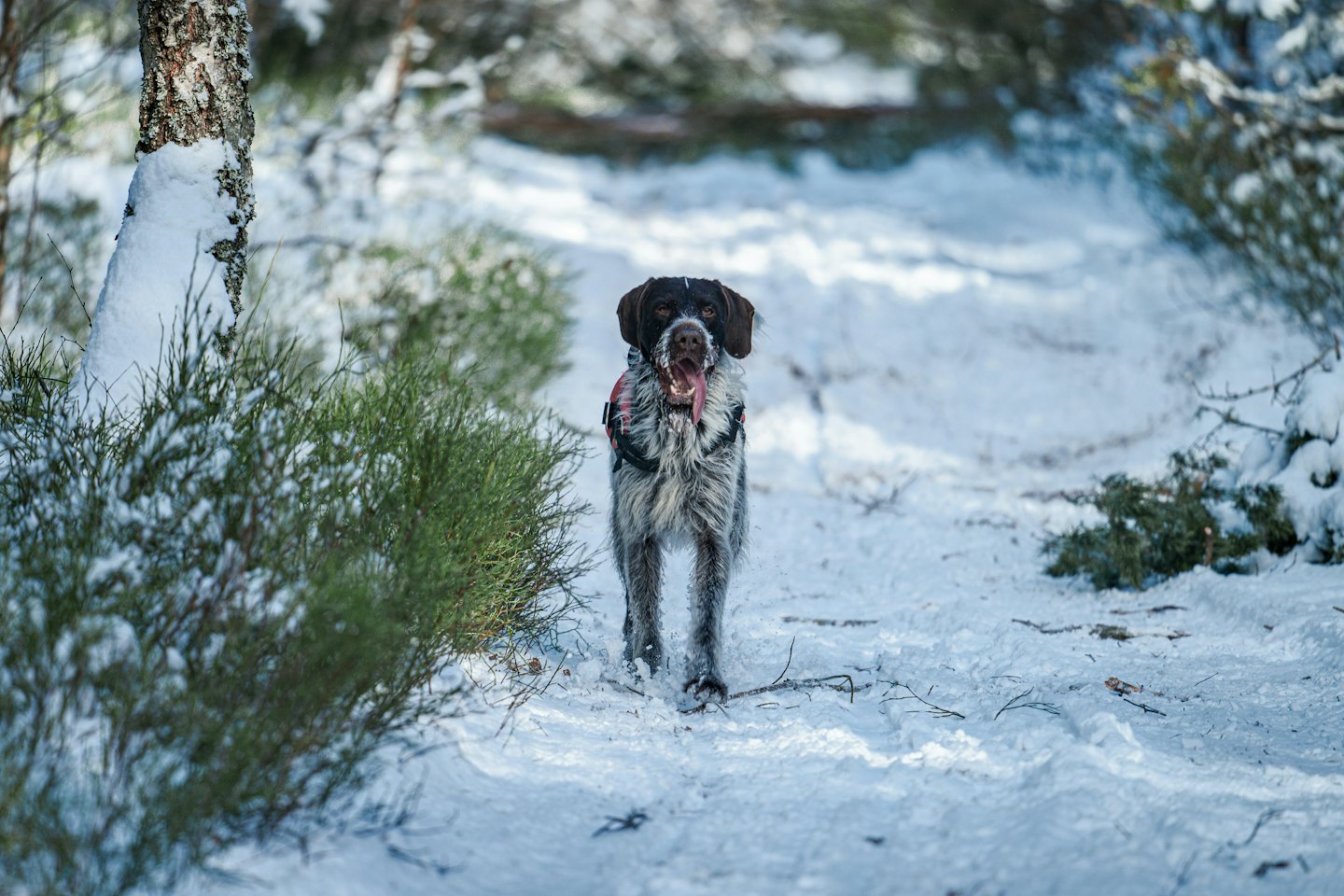 German Wirehaired Pointer wearing a harness stands on a snowy path.