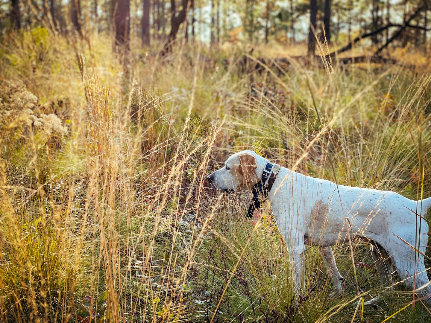 A light brown pointer dog stands in dry golden grass.