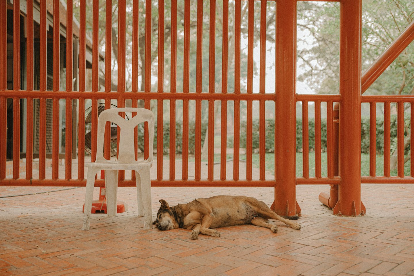 Brown dog sleeping on a brick patio beside a chair.