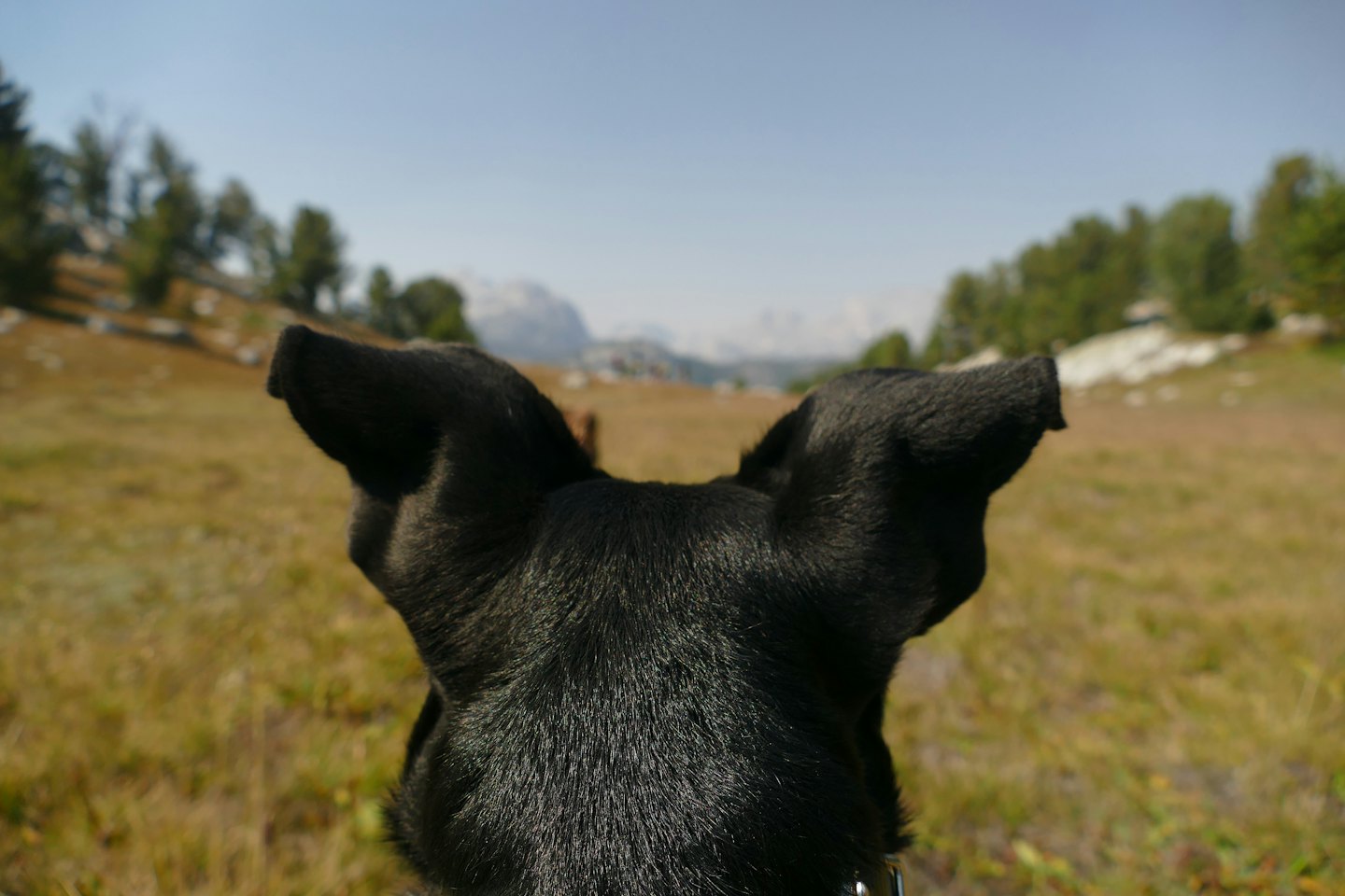 Black dog looks across a grassy field toward distant mountains.