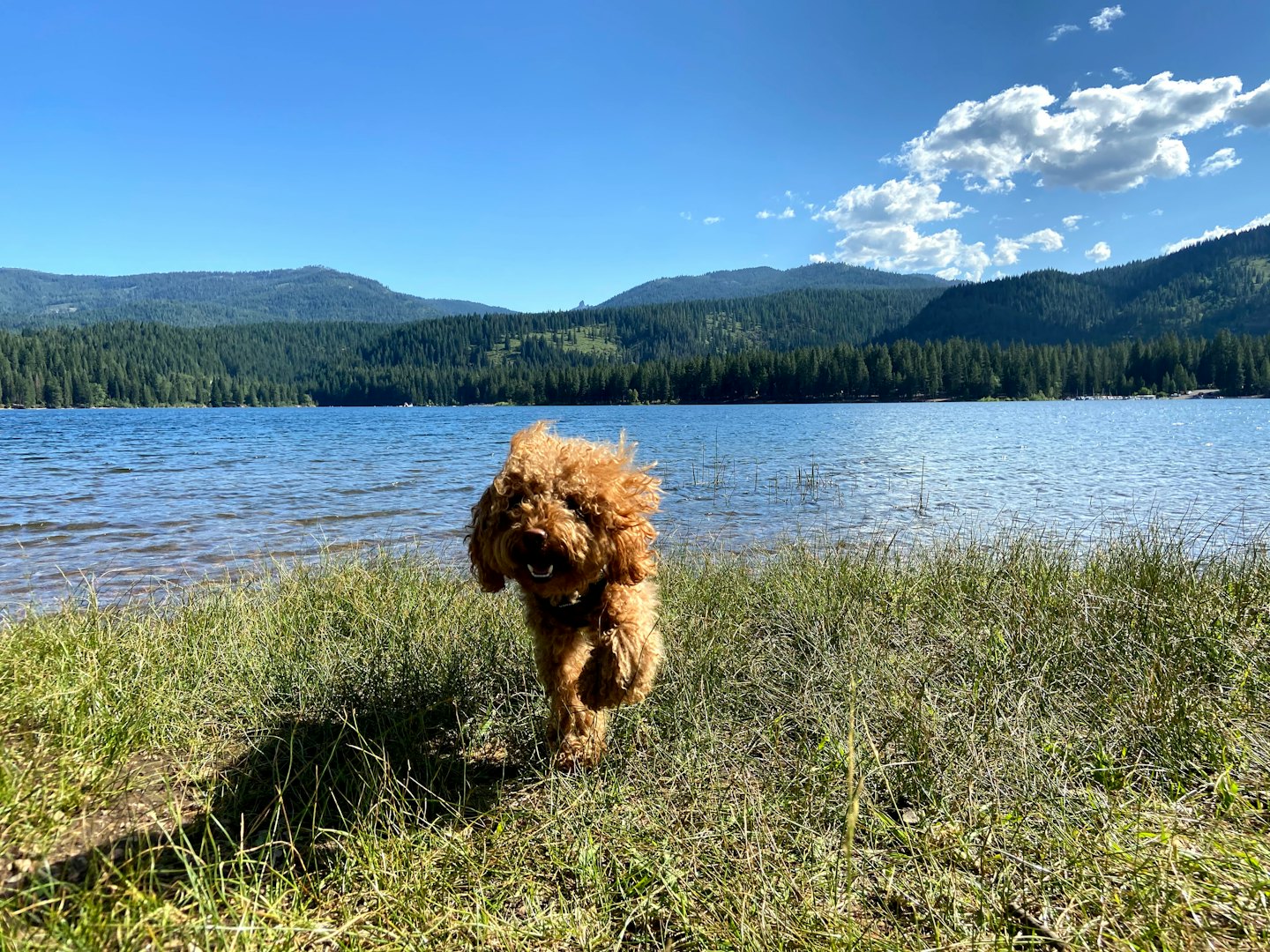 Curly brown dog running through tall grass by a lake.