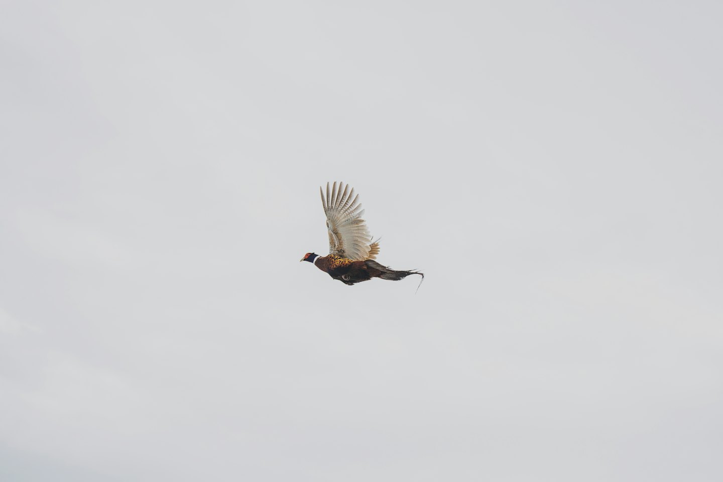 A pheasant flies through the air with wings extended.
