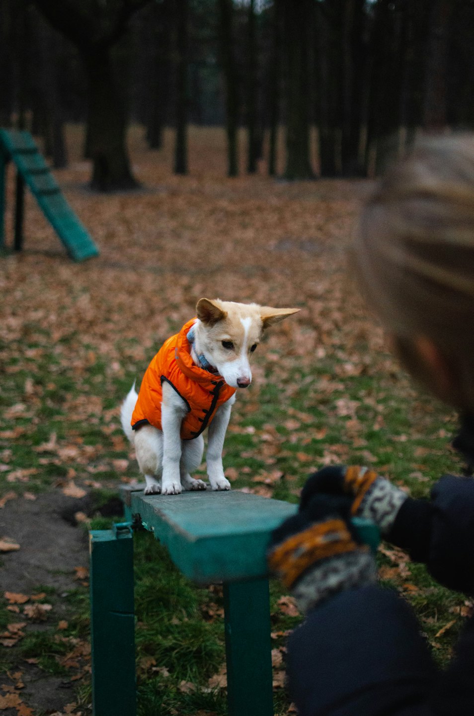 Dog in orange vest on training obstacle with person reaching out.