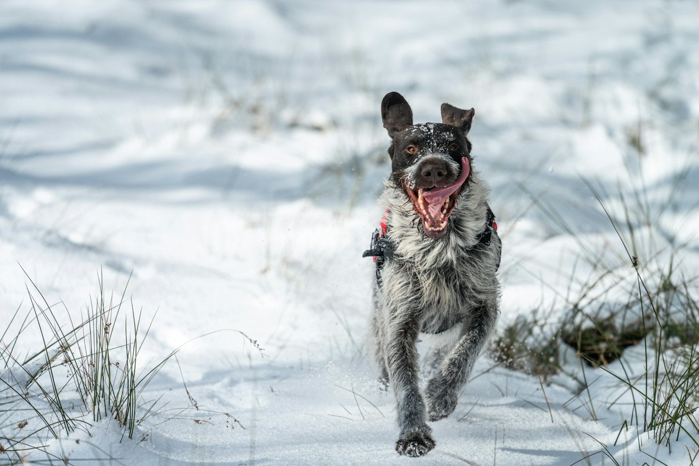 German Wirehaired Pointer runs joyfully through the snowy field.