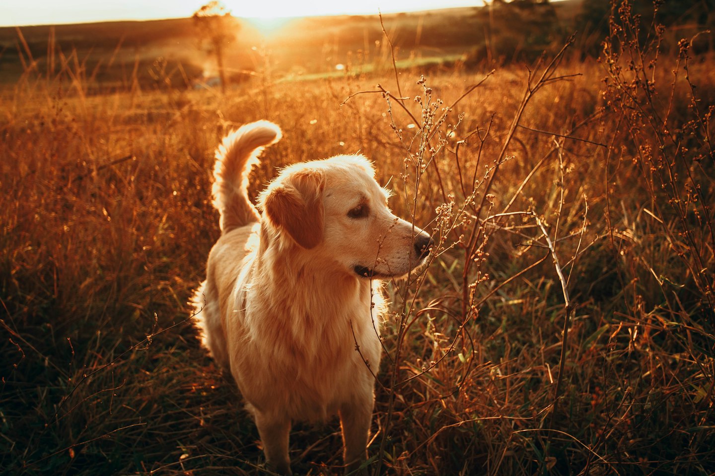 Golden retriever dog standing in a field of dry grass at sunset.
