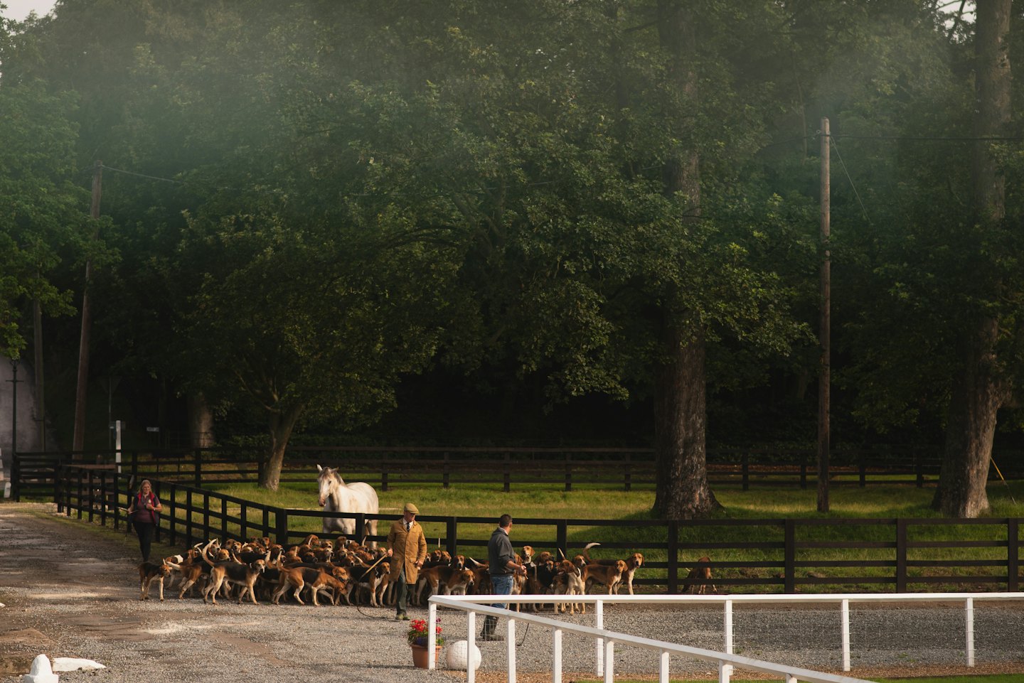 Hounds on a gravel path with people and a horse.