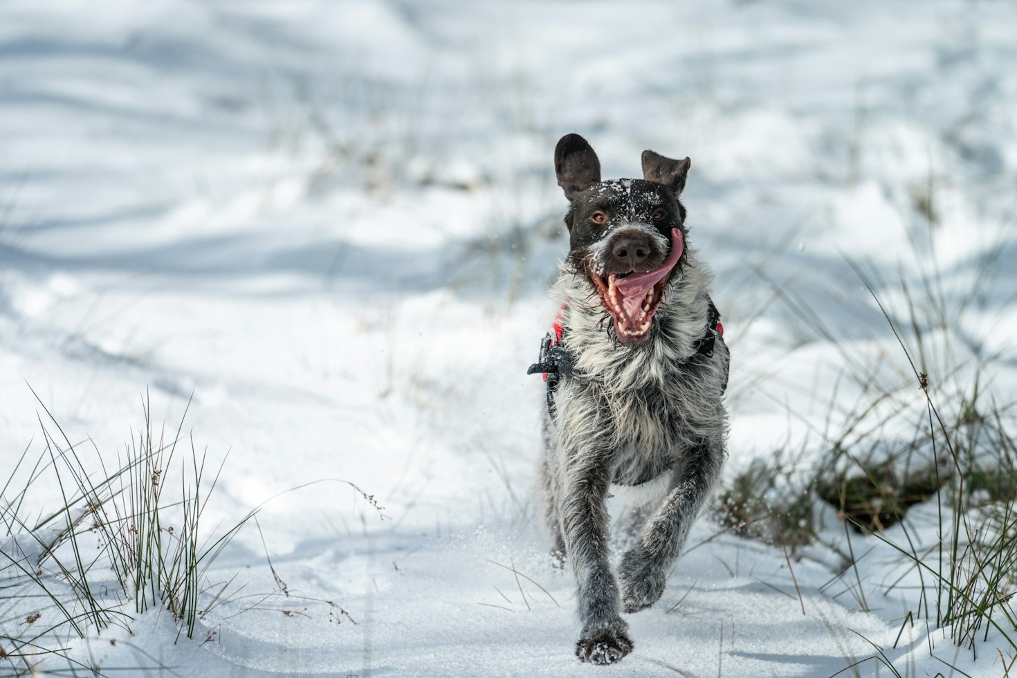 First Points: Introducing Kain to Colorado Upland Birds
