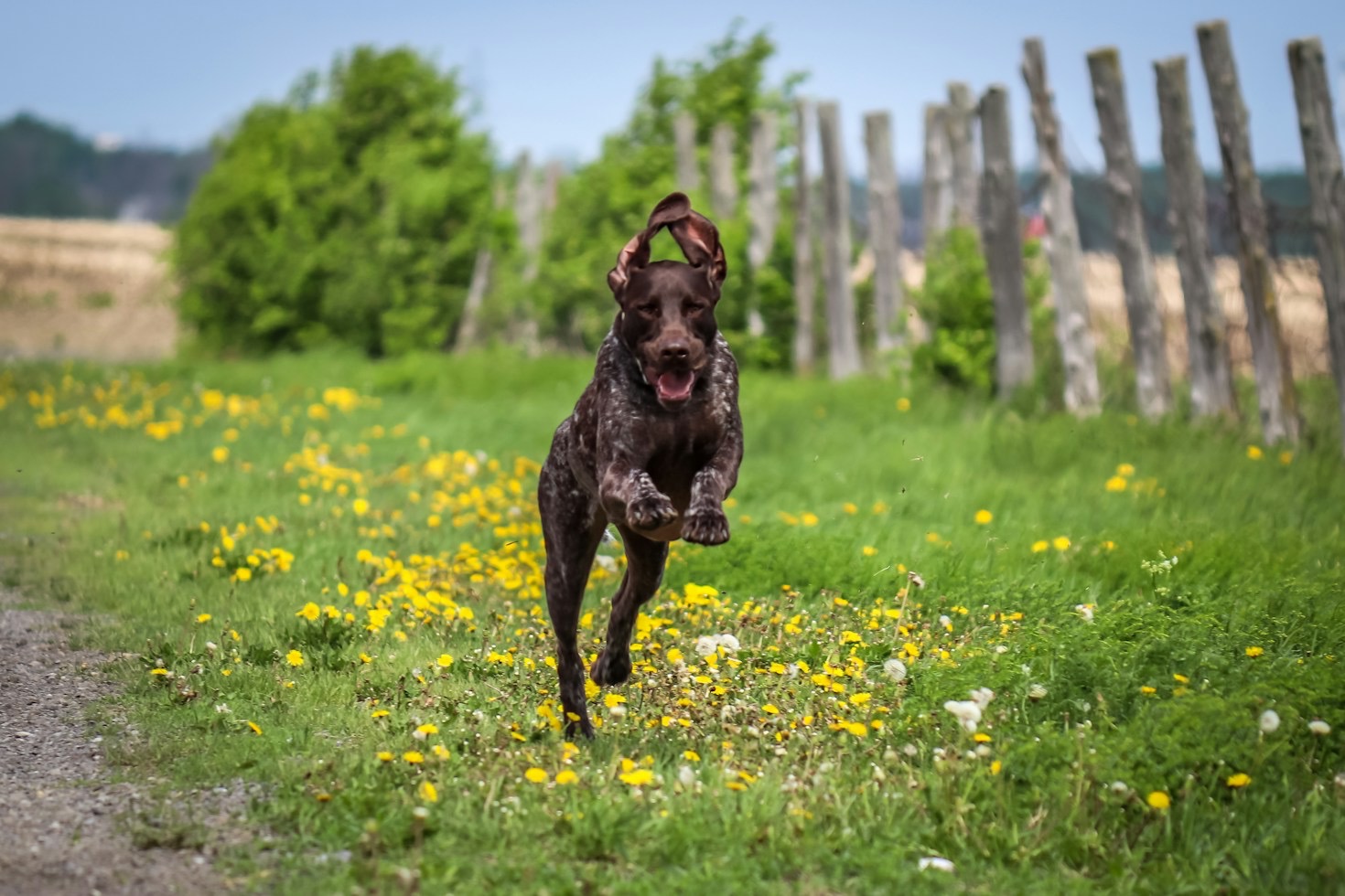 Essential Gear for High-Altitude Bird Dog Training