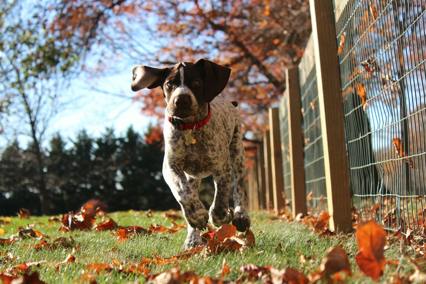 From Backyard Puppy to Fearless Hunting Companion