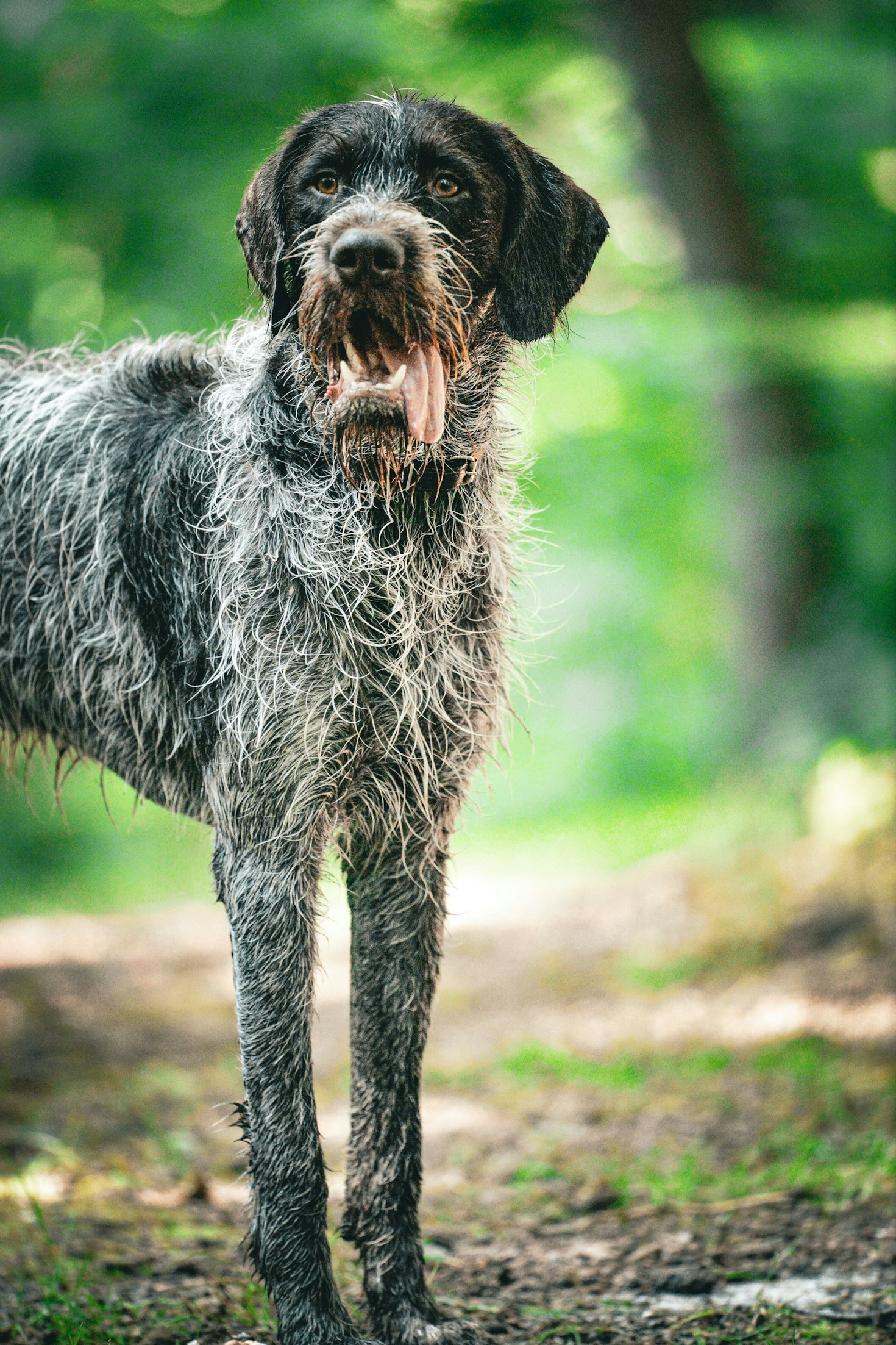 Navigating Colorado’s Backcountry Trails with Your Gun Dog