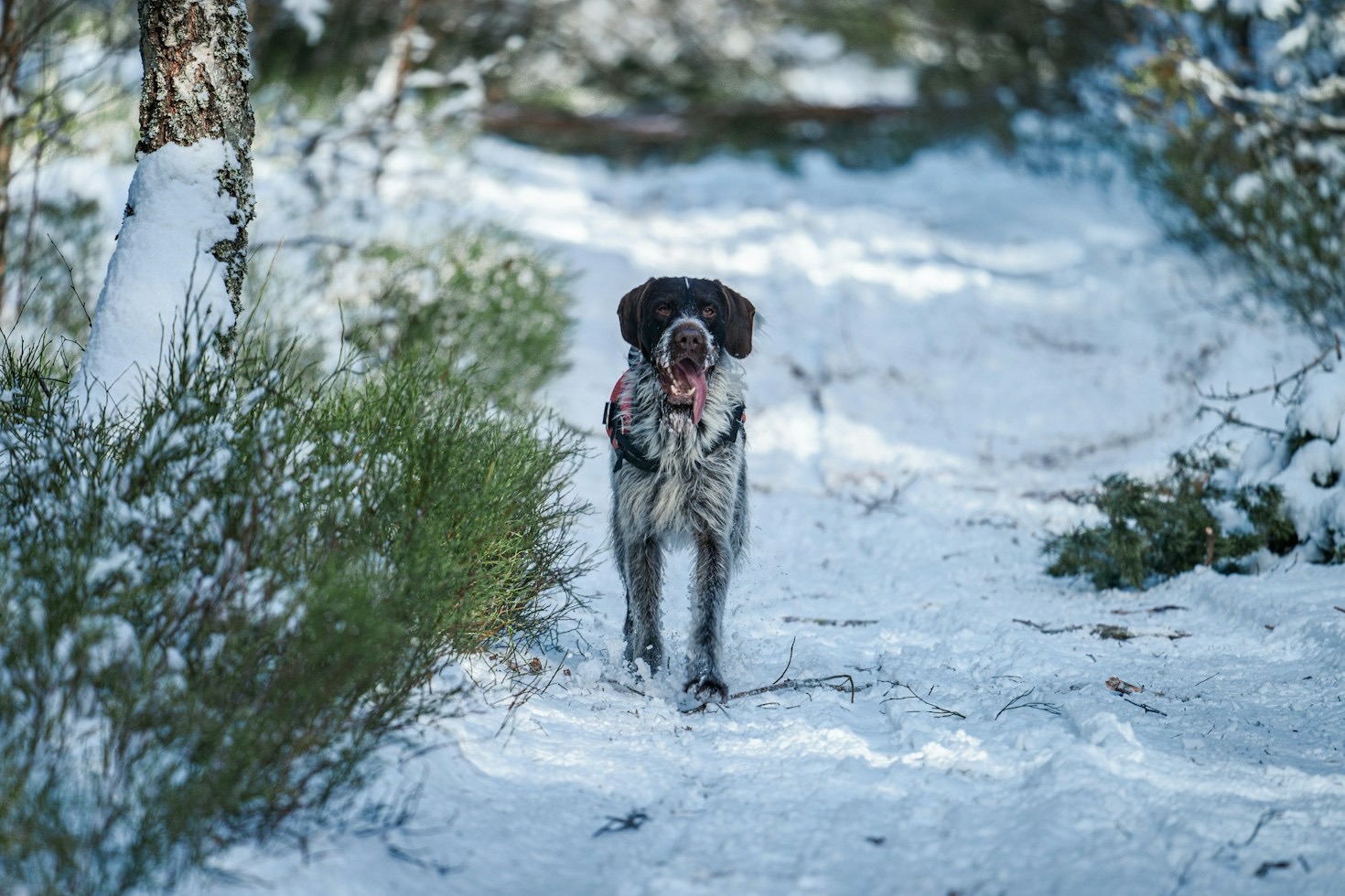 Puppyhood in the Rockies: Training Foundations That Last